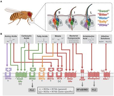 Tastant-receptor interactions: insights from the fruit fly